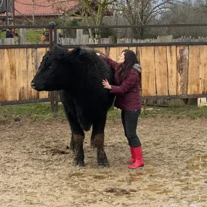 osteopathie bovine3